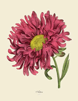Herbal Medicine Gallery: Aster or Star Plant, Victorian Botanical Illustration