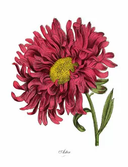 Images Dated 19th February 2019: Aster or Star Plant, Victorian Botanical Illustration