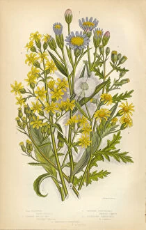 Images Dated 7th March 2016: Aster, Starwort, Goldenrod, Groundsel, Victorian Botanical Illustration