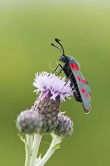 Compositae Gallery: asteraceae, blossoming, burnet moth, butterfly, compositae, emsland, insecta, natural environment