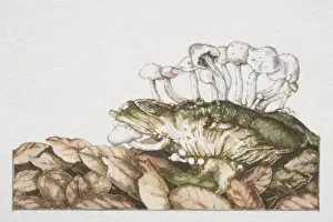Mushrooms Prints: Asterophora parasitica, Pick-a-back Toadstool mushrooms fruiting on large fungi