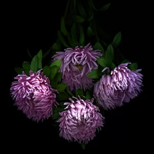 Images Dated 17th October 2011: Asters flowers