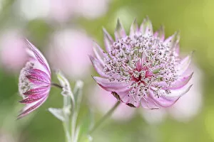 Images Dated 10th June 2015: Astrantia major