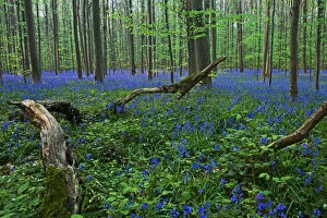 Images Dated 18th April 2011: Atlantic Bluebells or Common Bluebells -Hyacinthoides non-scripta-, Hallerbos, Halle