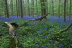 Vlaanderen Prints: Atlantic Bluebells or Common Bluebells -Hyacinthoides non-scripta