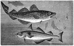 Fishing Industry Gallery: Atlantic cod (Gadus morhua) and Haddock (Melanogrammus aeglefinus)