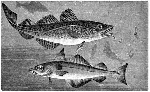 Black Color Prints: Atlantic cod (Gadus morhua) and Haddock (Melanogrammus aeglefinus)