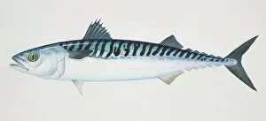 Images Dated 10th March 2006: Atlantic Mackerel, Scomber scombrus, side view