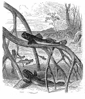 Images Dated 31st August 2016: Atlantic mudskipper (Periophthalmus barbarus)