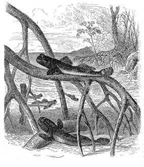 Images Dated 31st August 2016: Atlantic mudskipper (Periophthalmus barbarus)