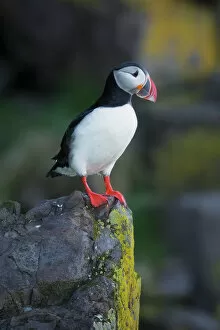 Images Dated 19th May 2017: Atlantic Puffin