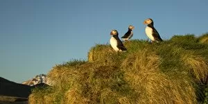 Images Dated 20th May 2017: Atlantic Puffin