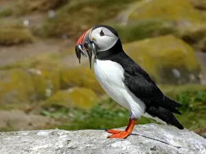 Images Dated 1st July 2014: Atlantic puffin with a beak full of fish