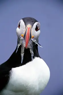 Dead Animal Prints: ATLANTIC PUFFIN (FRATERCULA arctica) fish in mouth, Iceland