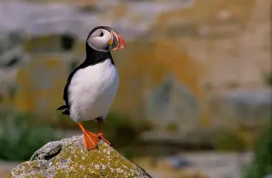 Prints of Atlantic puffin (Fratercula arctica) standing on rock Fascinating Puffin Prints: Atlantic puffin (Fratercula arctica) standing on rock