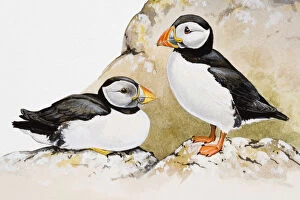 Images Dated 28th June 2007: Atlantic puffins (Fratercula arctica), one seated and the other standing, side view