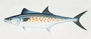 Images Dated 10th March 2006: Atlantic Spanish Mackerel, Scomberomorus maculatus, side view