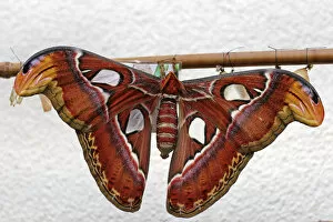 Atlas moth -Attacus atlas-, Mainau, Baden-Wuerttemberg, Germany, Europe