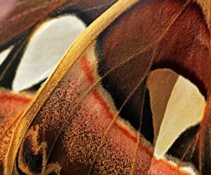 Colourful Butterflies Gallery: Atlas Moth, Attacus Atlas, Saturniidae, Lepidoptera - Macro of wings