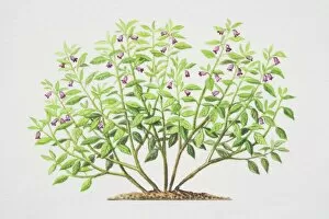 Plant Stem Gallery: Atropa belladonna, Deadly Nightshade plant