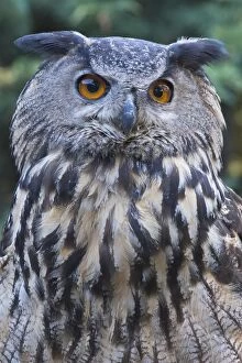 Images Dated 18th July 2016: attention, attentive, bubo bubo, cropped, exterior views, head shots, looking out
