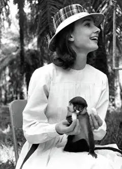 Prints of Actress Audrey Hepburn laughs while feeding a monkey on her lap, 1958 at Kisangani in Congo. (Photo by Leo Fuchs/Getty Images) Elegance Personified – A Classic Art Print Collection: Audrey Hepburn Feeding A Monkey