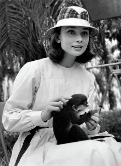 Prints of Actress Audrey Hepburn feeding a monkey while at the set of 'The Nun's Story' at Congo, in 1958. (Photo by Leo Fuchs/Getty Images) Elegance Personified – A Classic Art Print Collection: Audrey Hepburn Feeds Monkey