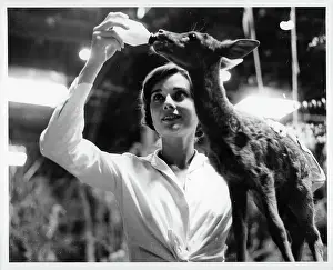 Audrey Hepburn In The Green Mansions
