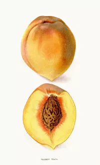 Images Dated 19th August 2018: Augbert peach illustration 1892