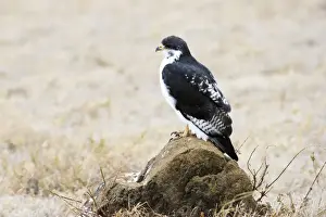 Augur Buzzard (Buteo augur) perched on rock, Ngorongoro Crater