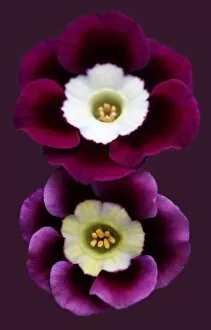 Images Dated 1st May 2015: Auricula