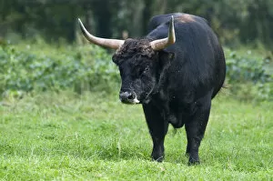 Images Dated 28th September 2009: Aurochs or Urus -Bos primigenius-, bull, enclosure, Germany, Europe