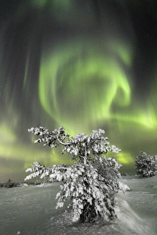 Images Dated 1st February 2017: Aurora Borealis on the frozen tree Lapland Finland