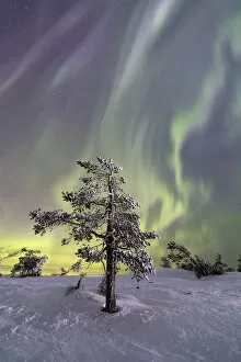 Wilderness Gallery: Aurora Borealis on the frozen tree Lapland Finland