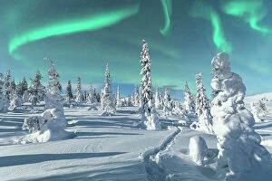 Northern Lights: A Dance of Colours Collection: Aurora Borealis on icy trees, Lapland, Finland