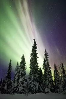 Aurora Borealis and Trees