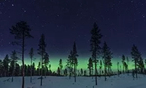 Images Dated 12th November 2012: Aurora Forest
