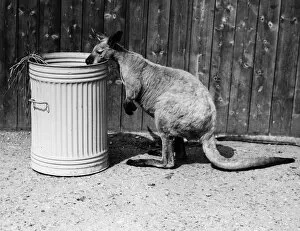 Fox Photo Library Collection: Aussie