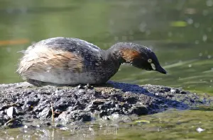 Australasian grebe (Tachybaptus novaehollandiae), Australia