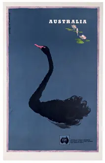 Australia Black Swan Poster
