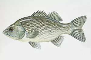 Images Dated 9th March 2006: Australian Bass, Macquaria novemaculeata, side view