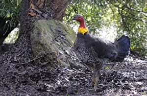 Bushes Prints: Australian brush-turkey (Alectura lathami), Kangaroo Island, Australia
