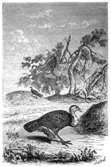 Turkey Bird Prints: Australian brush-turkey (Alectura lathami)
