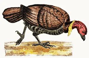 The Australian brushturkey or Australian brush-turkey or gweela (Alectura lathami)