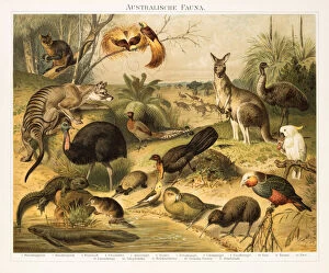 Images Dated 26th June 2015: Australian fauna Chromolithograph 1896
