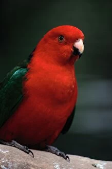 Art Wolfe Photography Gallery: Australian King Parrot (Alisterus Scapularis)