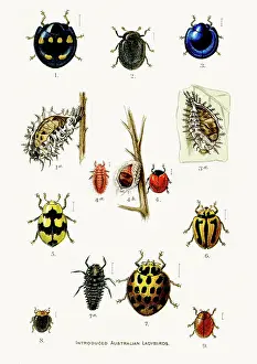 Insect Lithograph Prints: Australian Ladybirds engraving 1892