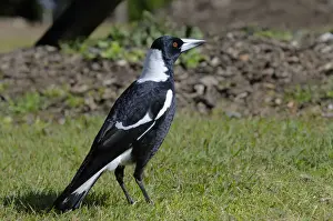 Songbirds Prints: Australian magpie (Gymnorhina tibicen), Australia