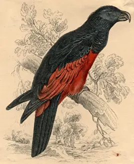 Australian Parrot