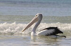 Breaker Collection: Australian pelican (Pelecanus conspicillatus), Kangaroo Island, Australia